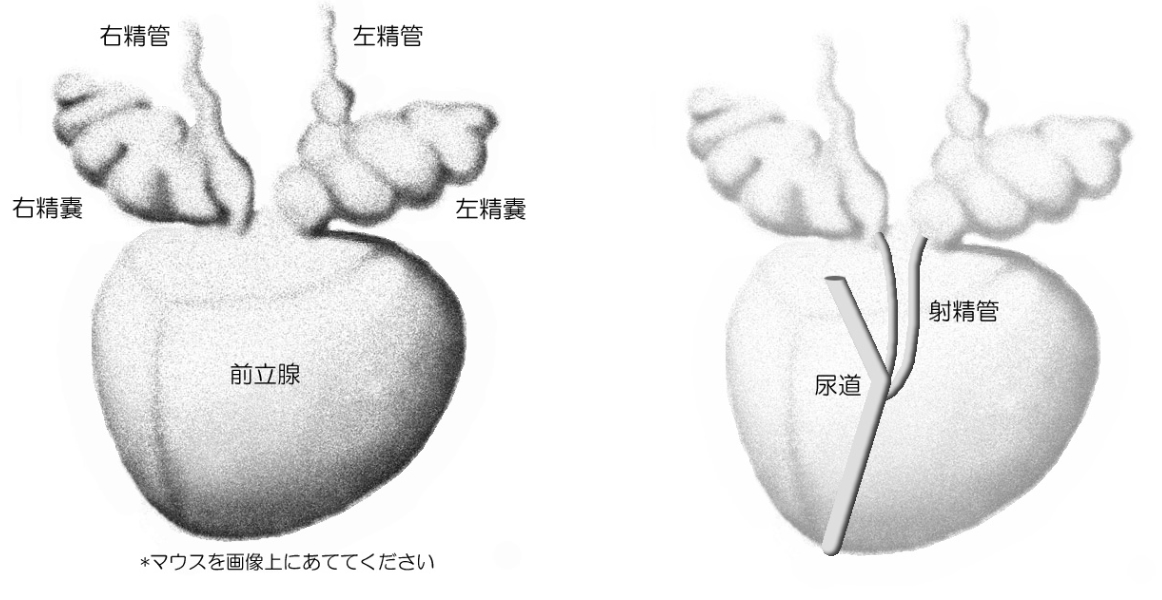 大精嚢 シェパード中央家畜診療所