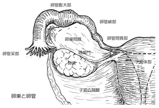 卵巣 嚢腫 再発