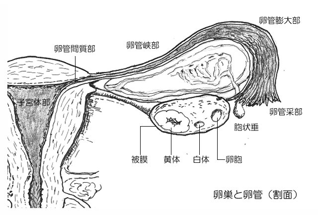 奇形 腫 卵巣