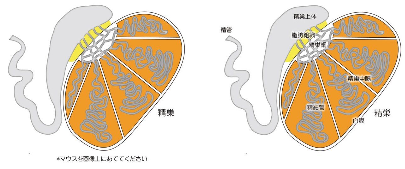 2 精巣 病理診断教育支援