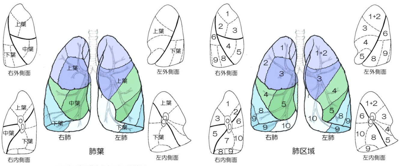 ４ 肺 病理診断教育支援