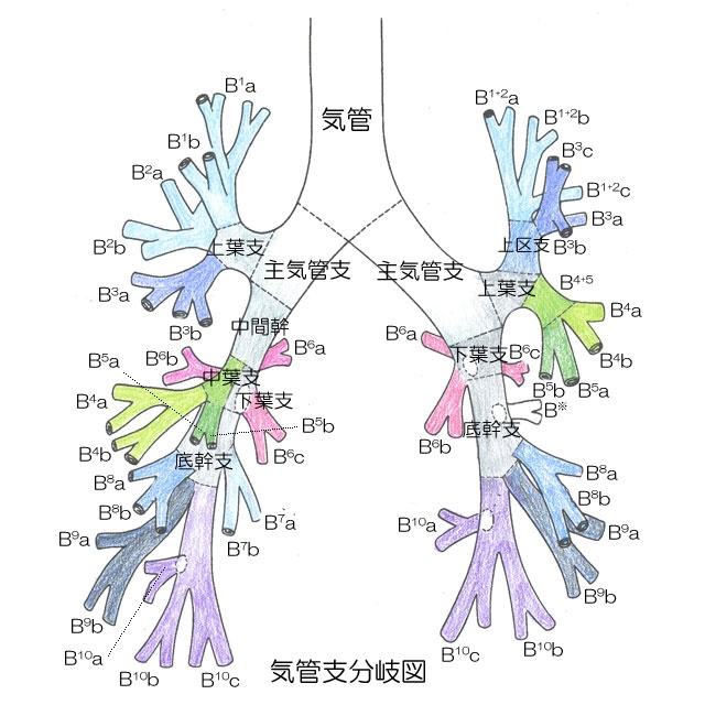 ４ 肺 病理診断教育支援