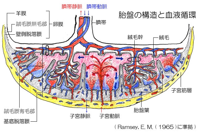 胎盤 