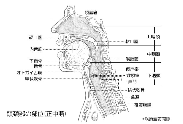 ３ 咽頭 喉頭 頭頚部 病理診断教育支援